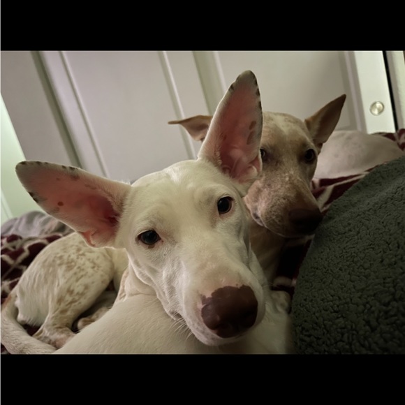 Meet your Posher, Deana - Picture 16 of 16